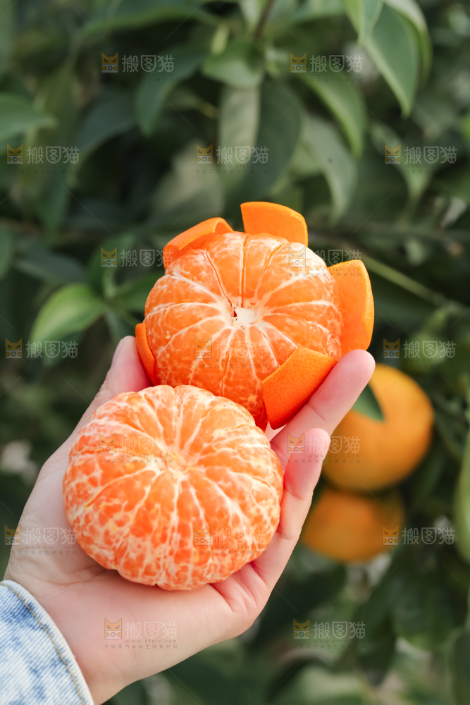 手里拿着新鲜沃柑