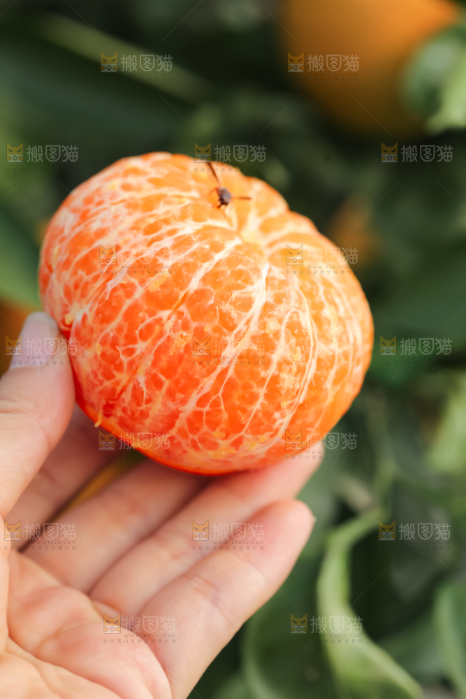 手里拿着新鲜沃柑