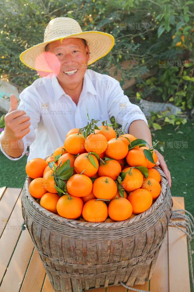 草地上的爱媛果冻橙