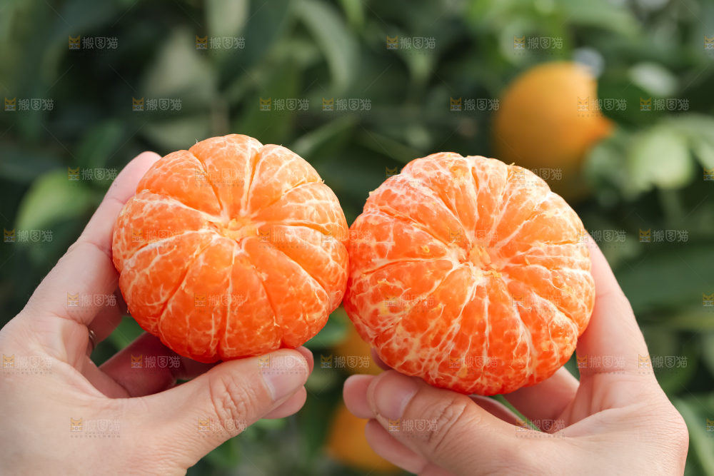 手里拿着新鲜沃柑