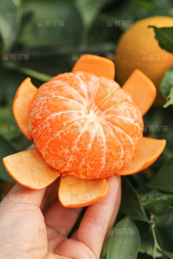手里拿着新鲜沃柑