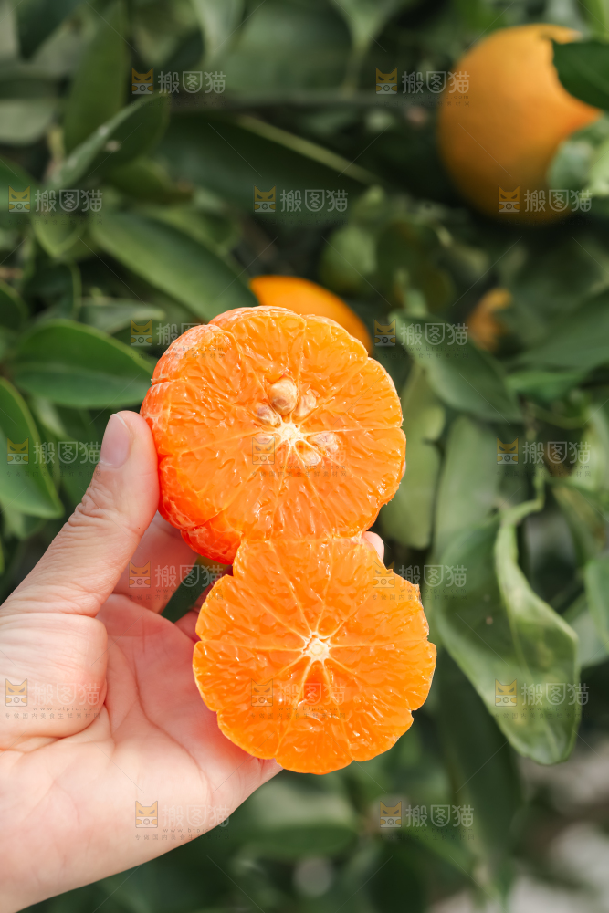 手里拿着新鲜沃柑