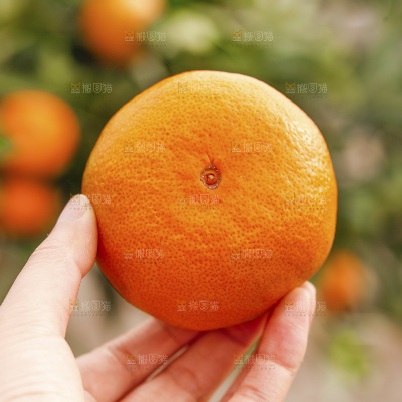 手里拿着涌泉蜜桔