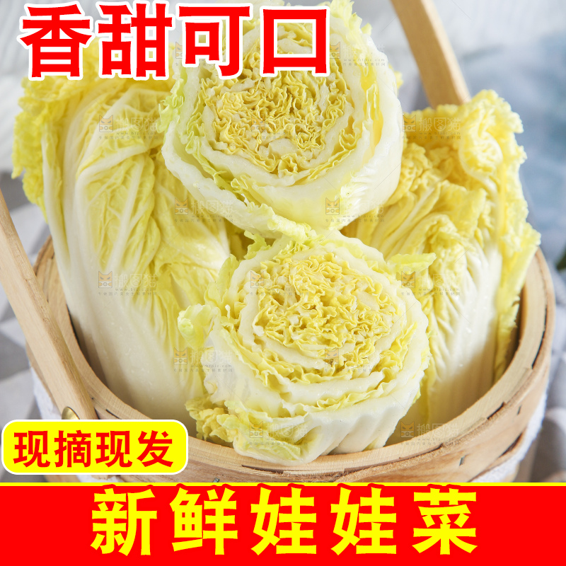 浅底上的娃娃菜