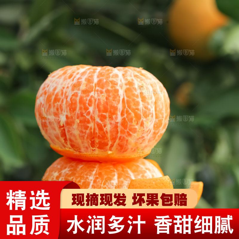 手里拿着新鲜沃柑
