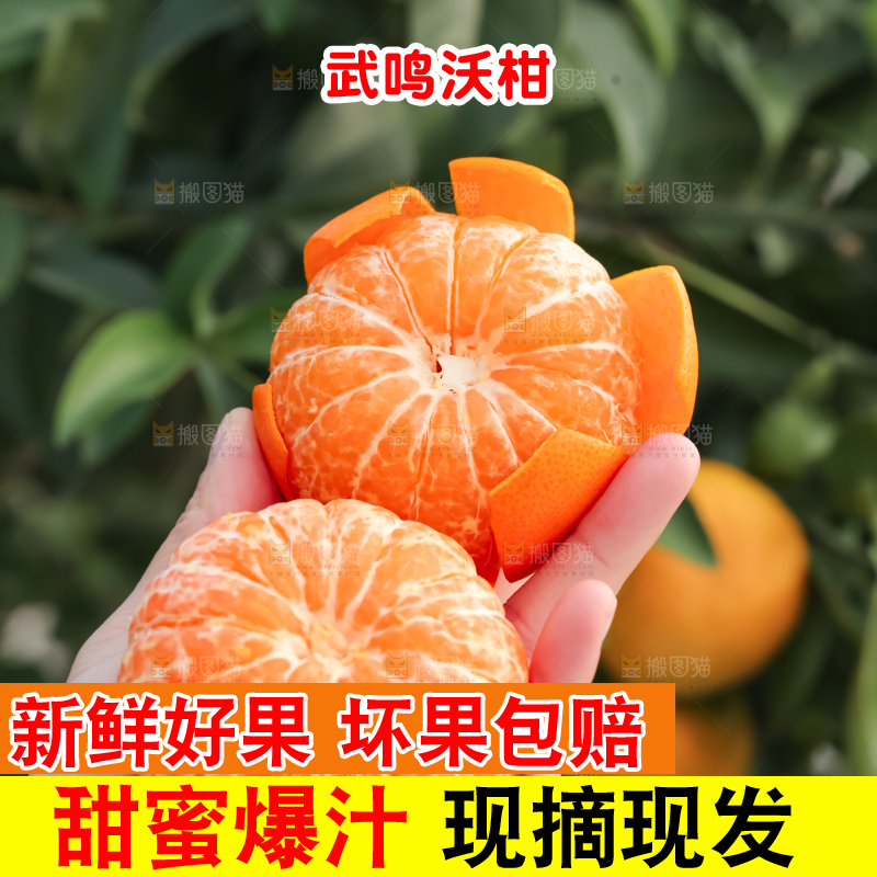 手里拿着新鲜沃柑