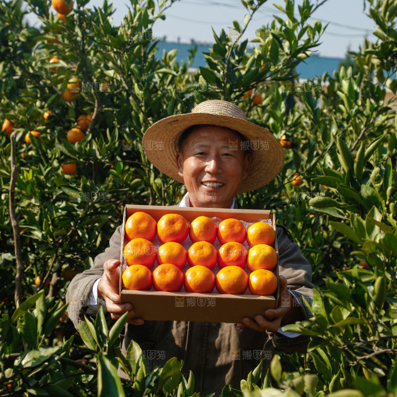 礼盒里的新鲜蜜桔