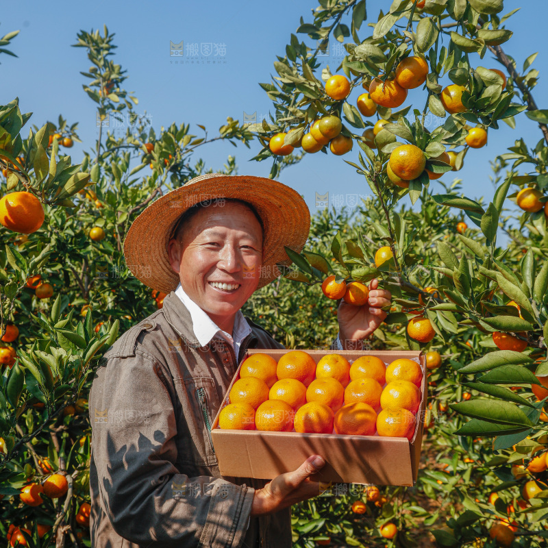 礼盒里的新鲜蜜桔