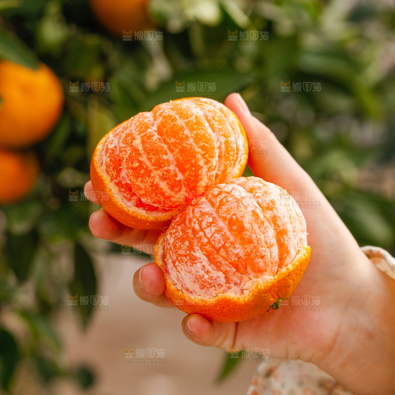 手里拿着涌泉蜜桔
