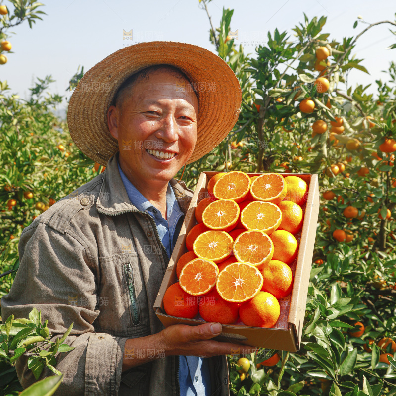 礼盒里的新鲜蜜桔