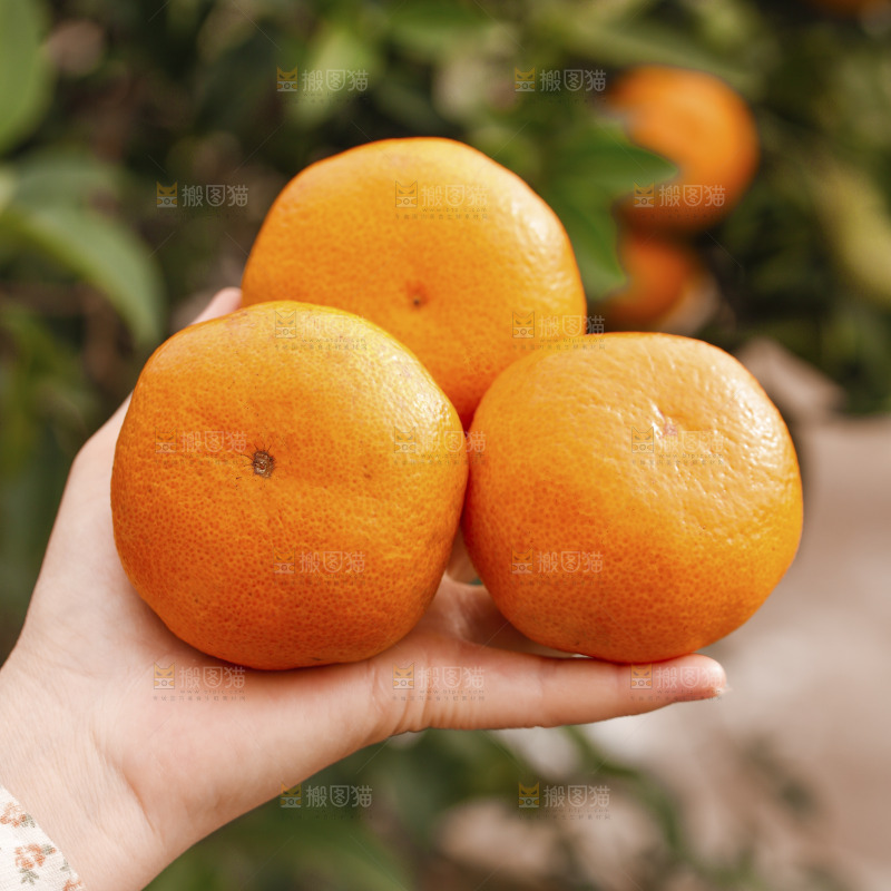 手里拿着涌泉蜜桔
