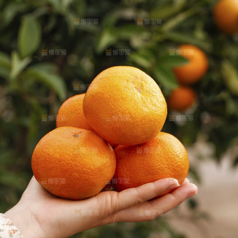 手里拿着涌泉蜜桔