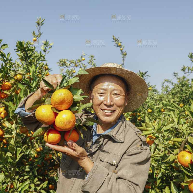 手里拿着新鲜蜜桔