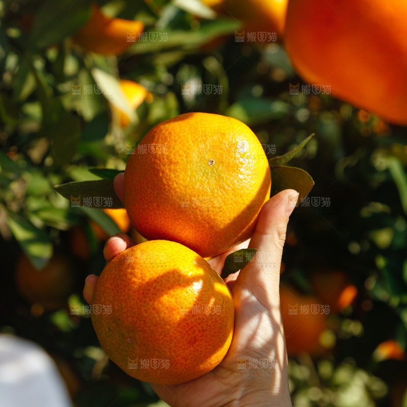 手里拿着新鲜蜜桔