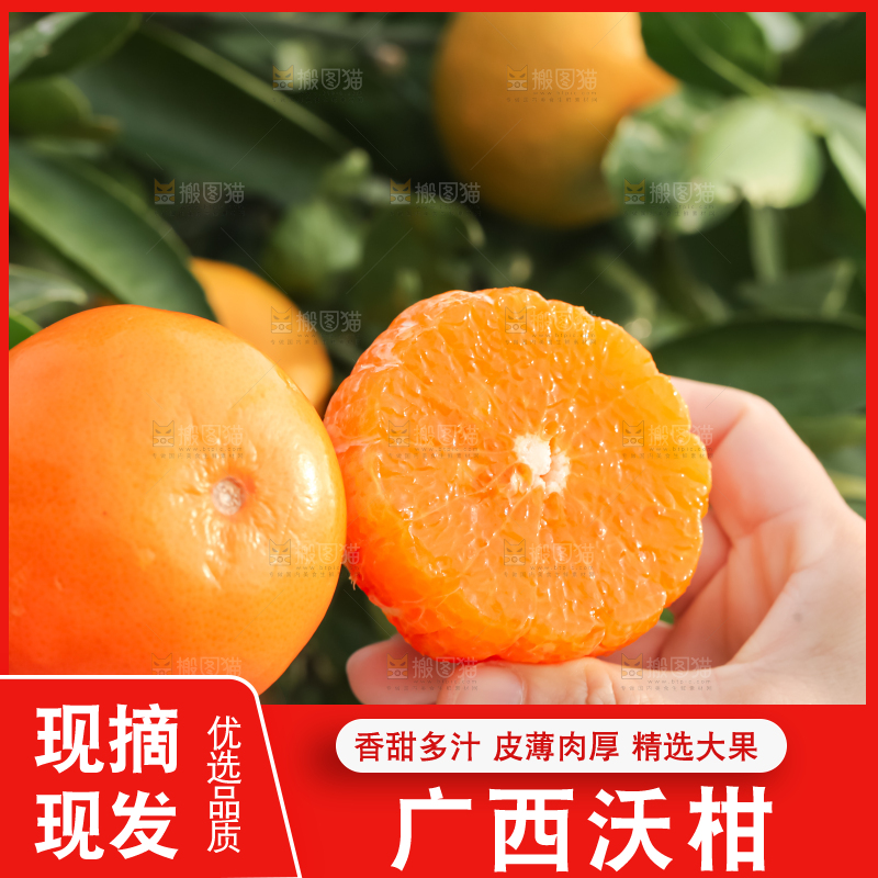 手里拿着新鲜沃柑