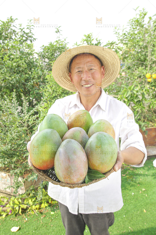 手里拿着新鲜凯特芒