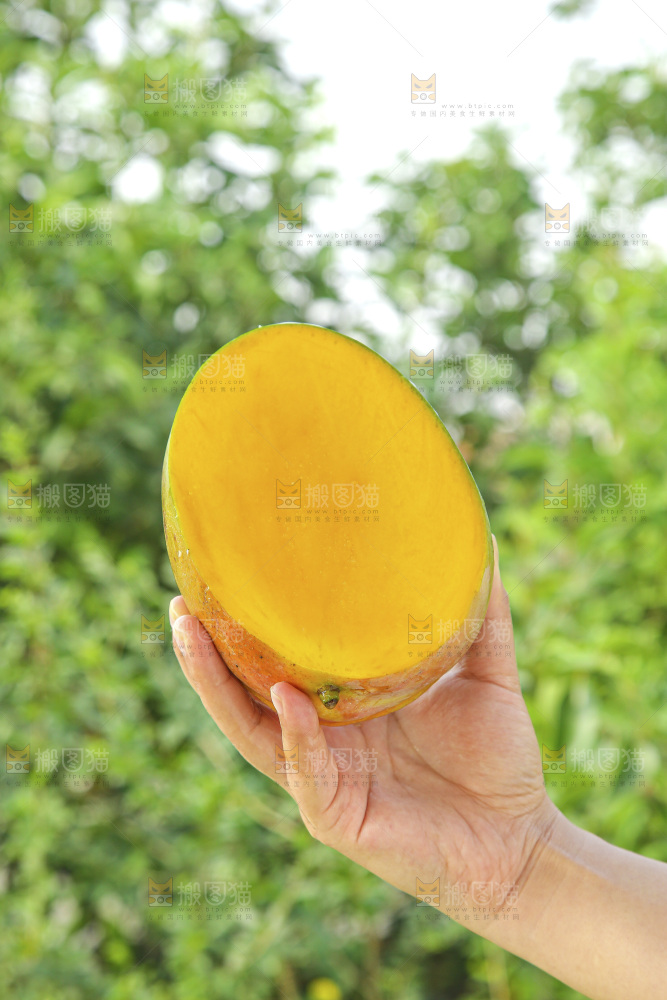 手里拿着新鲜凯特芒