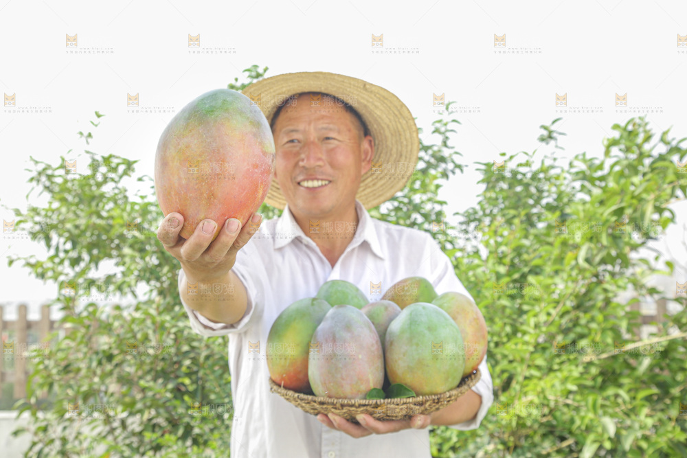 手里拿着新鲜凯特芒