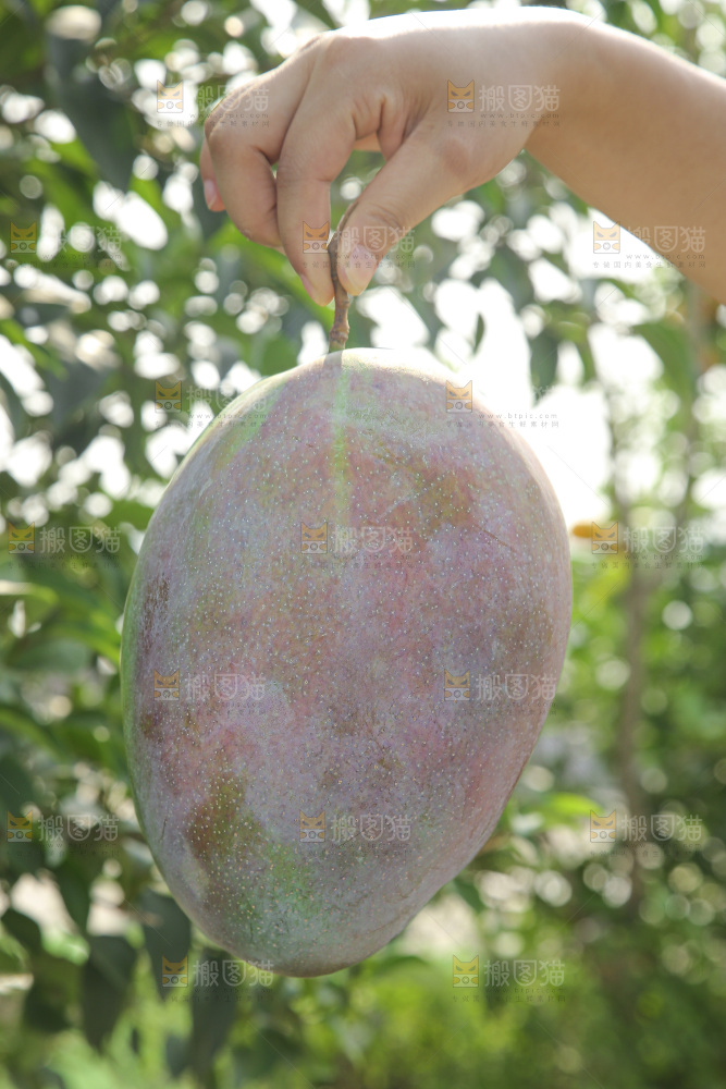 手里拿着新鲜凯特芒