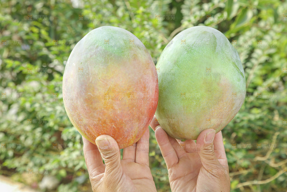 手里拿着新鲜凯特芒