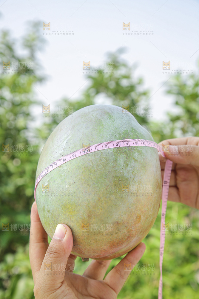 手里拿着新鲜凯特芒