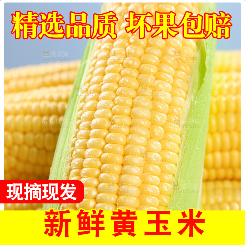浅底上的黄玉米