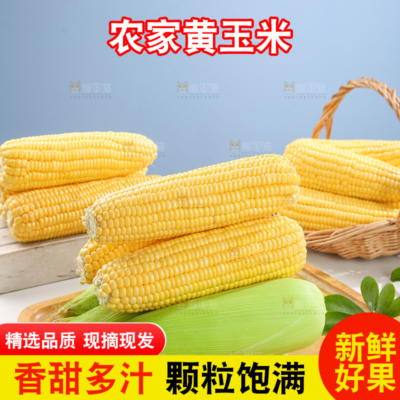 浅底上的黄玉米