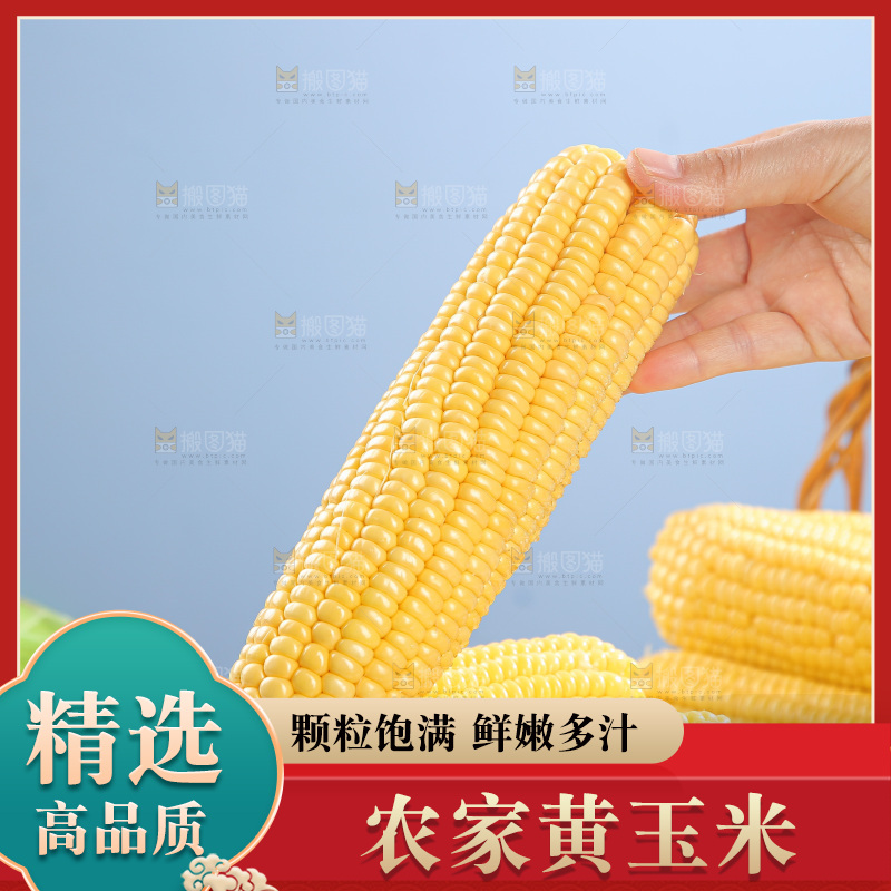 浅底上的黄玉米