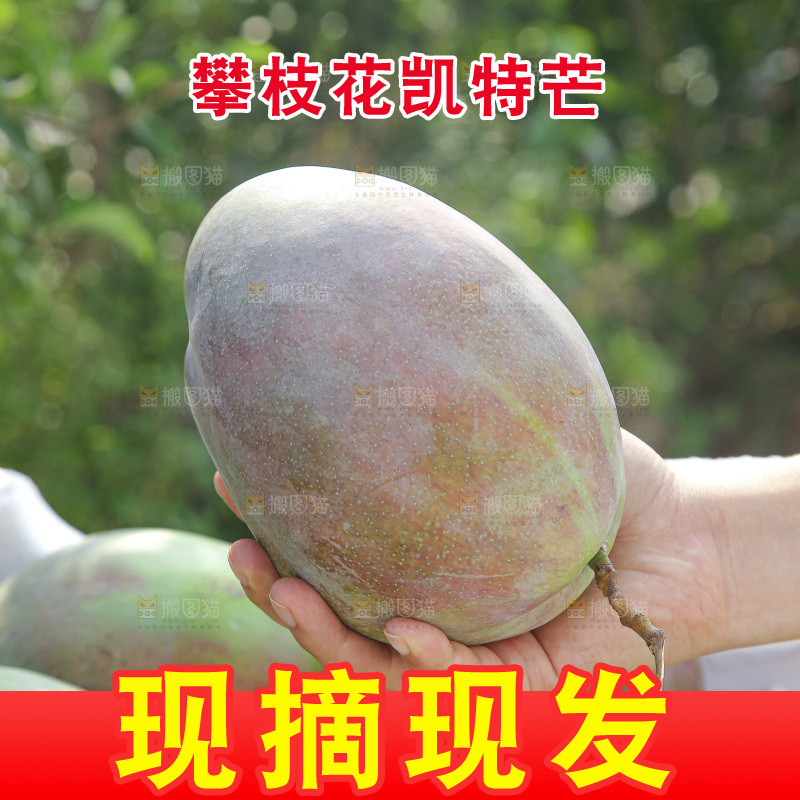手里拿着新鲜凯特芒