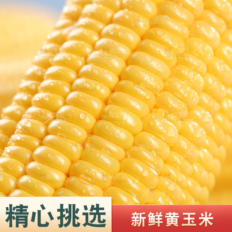 浅底上的黄玉米