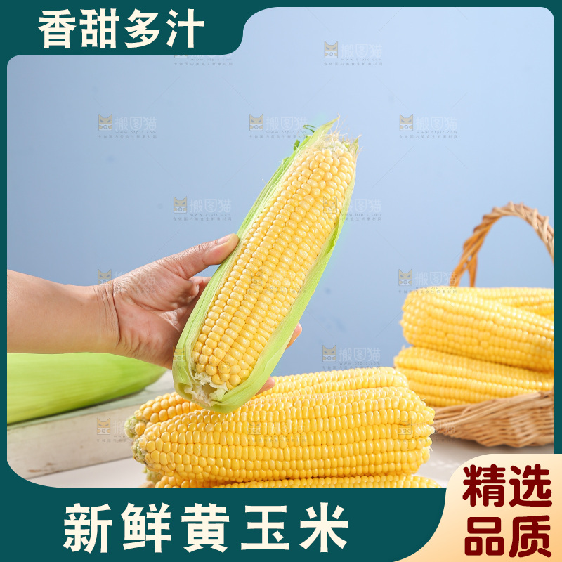浅底上的黄玉米