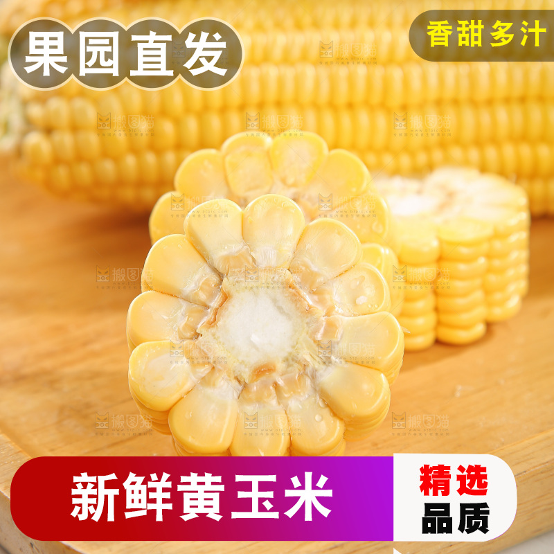 浅底上的黄玉米