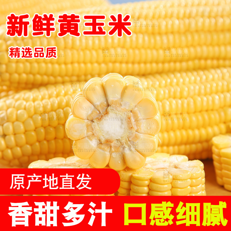 浅底上的黄玉米