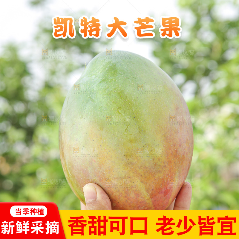 手里拿着新鲜凯特芒
