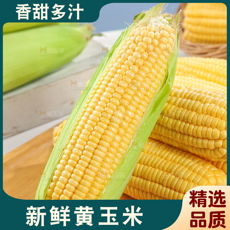 浅底上的黄玉米