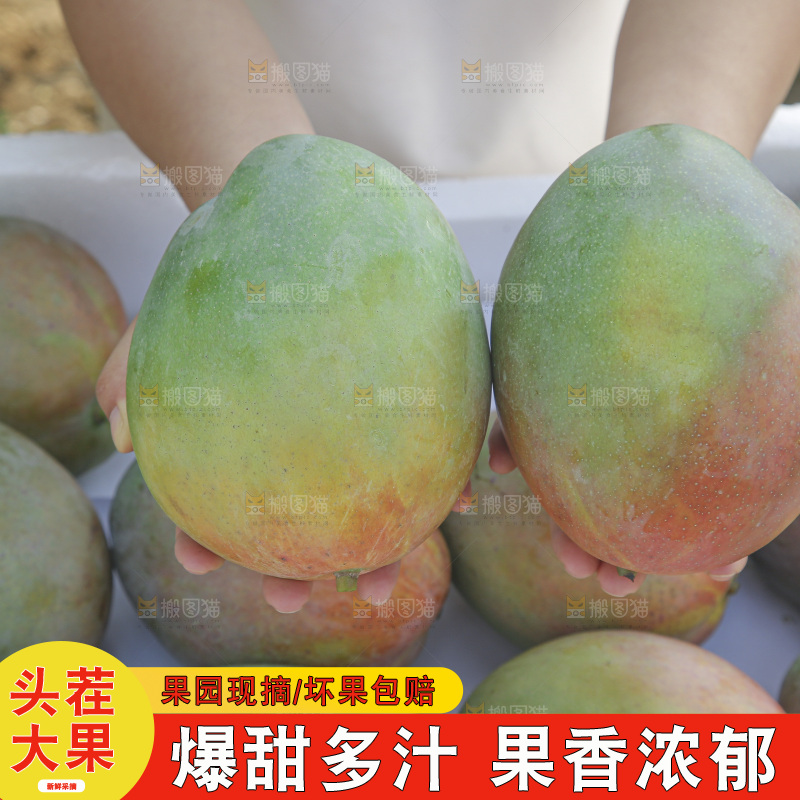 手里拿着新鲜凯特芒