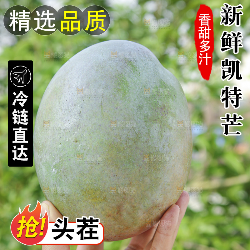 手里拿着新鲜凯特芒