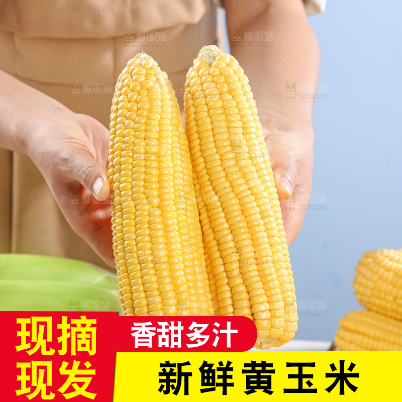 浅底上的黄玉米