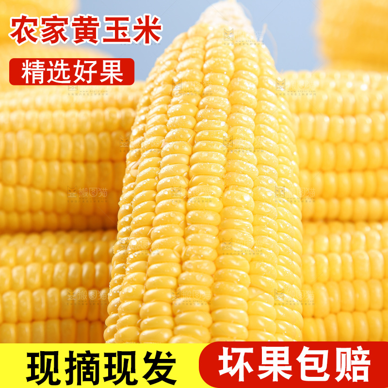 浅底上的黄玉米