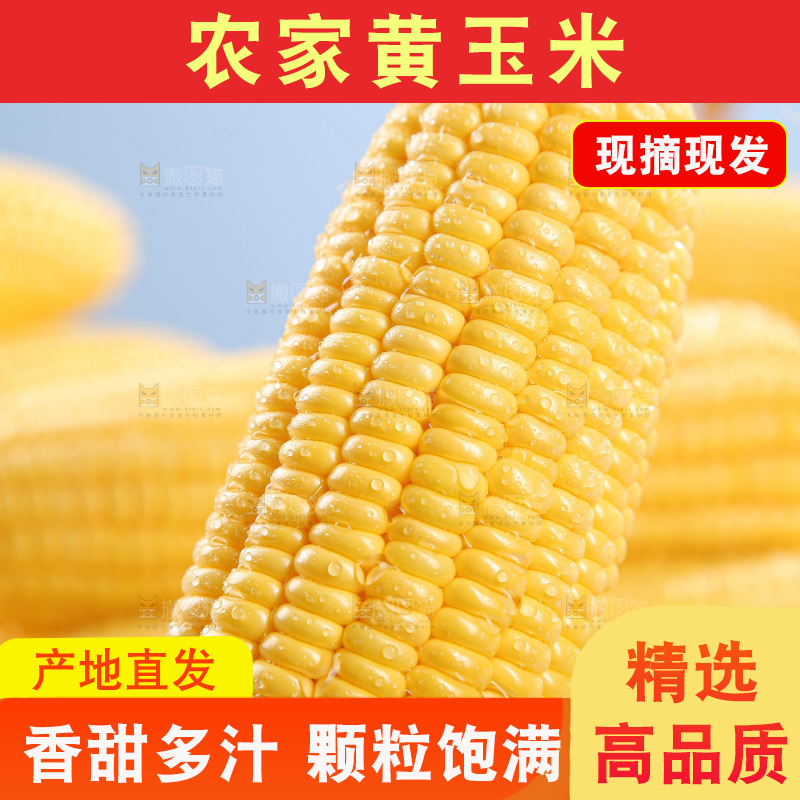 浅底上的黄玉米