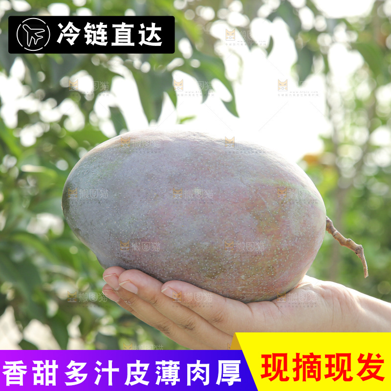 手里拿着新鲜凯特芒