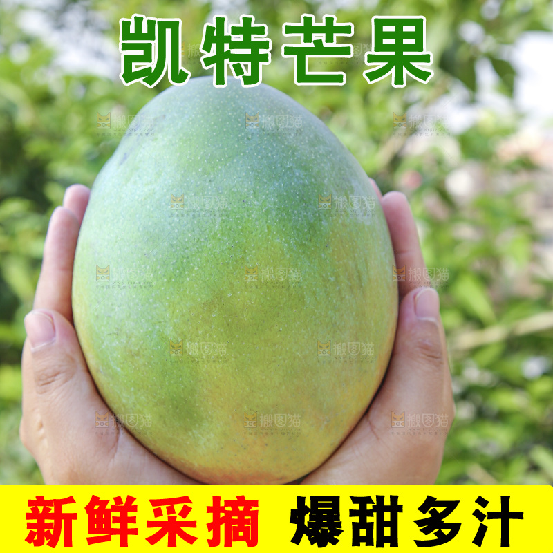 手里拿着新鲜凯特芒