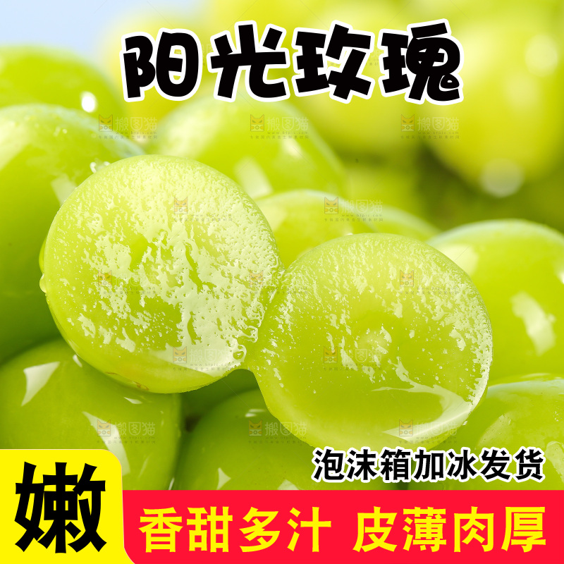浅底上的阳光玫瑰
