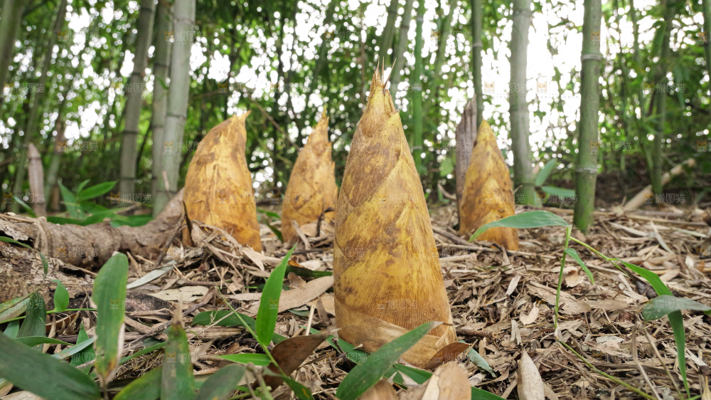 竹林现挖的冬笋
