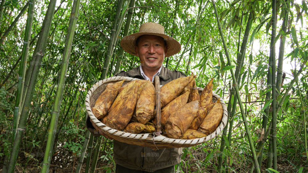 竹林现挖的冬笋