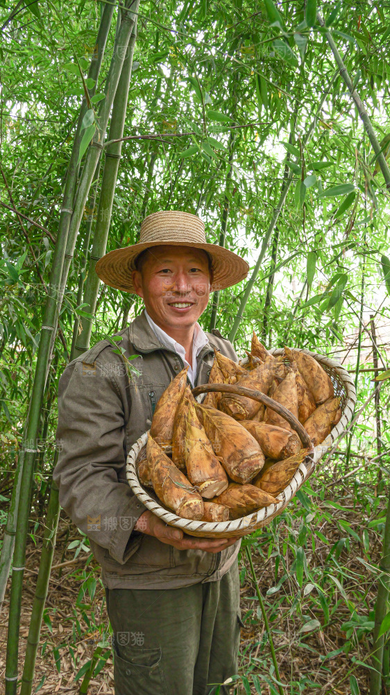 竹林现挖的冬笋