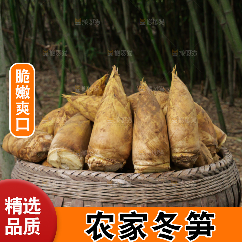 竹林现挖的冬笋