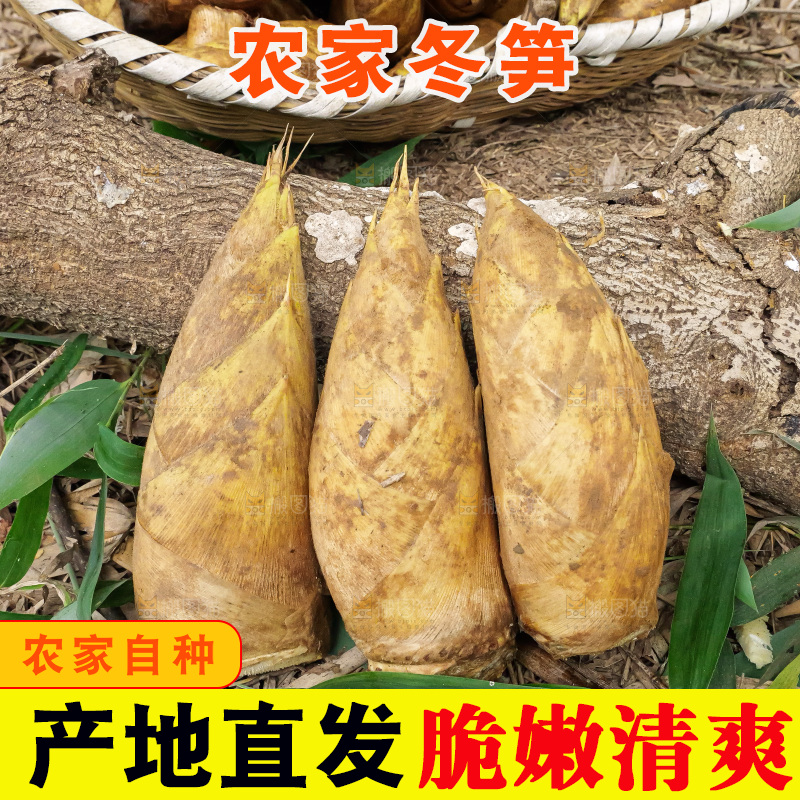 竹林现挖的冬笋