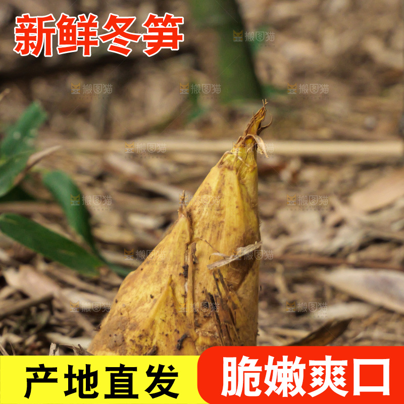 竹林现挖的冬笋