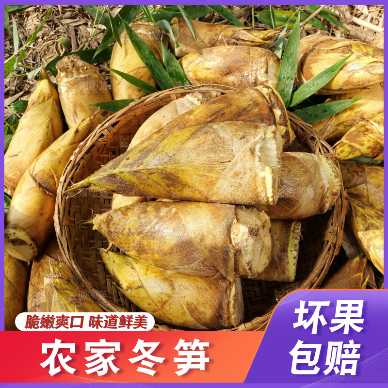 竹林现挖的冬笋